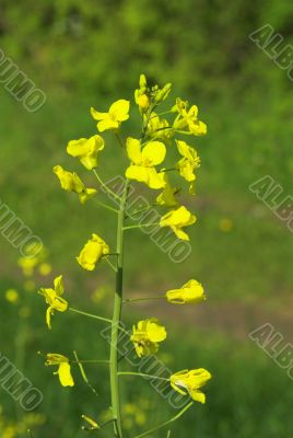 yellow rape
