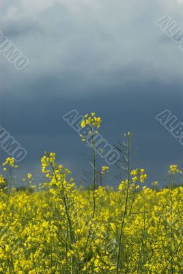 yellow rape