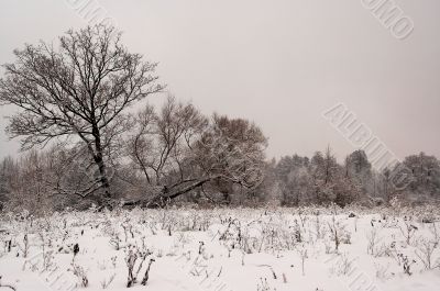 winter landscape
