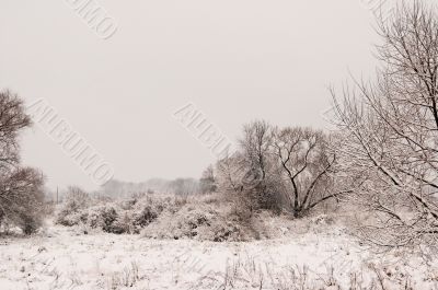 winter landscape