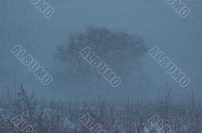 winter fog
