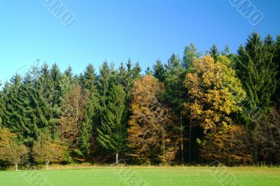 forest