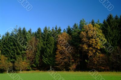 forest