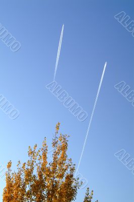 tree with airplane