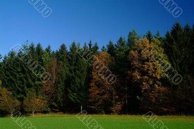 forest