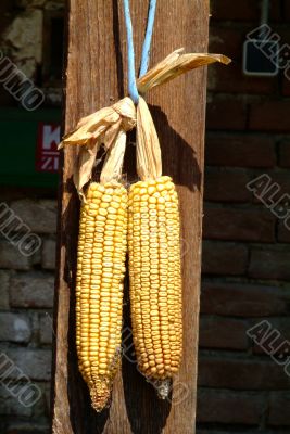 corncob