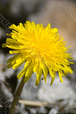 Dandelion yellow