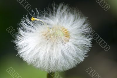 Grown dandellion