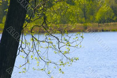Three with new leaves
