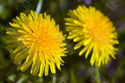 Two dandelions