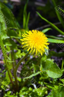 Single dandelion in grass