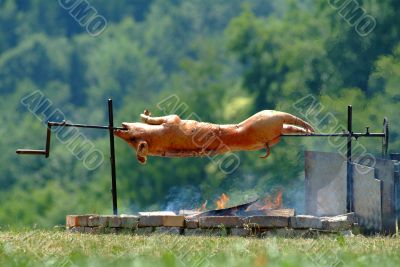 suckling pig
