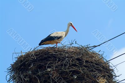 one bird