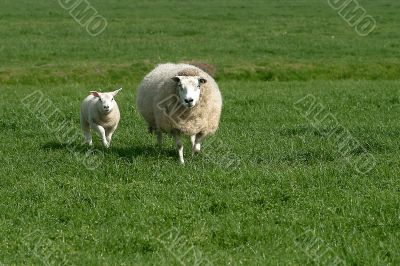 a sheep on green