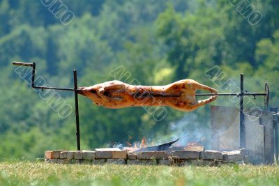 suckling pig