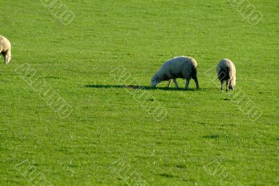 a sheep on green