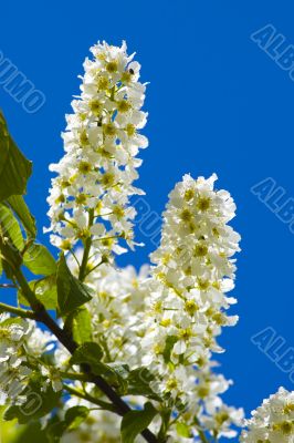Bird-cherry flowers