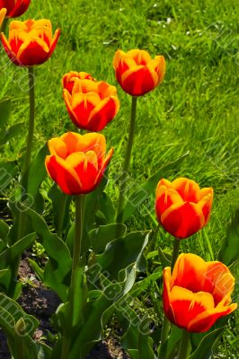 Red tulips