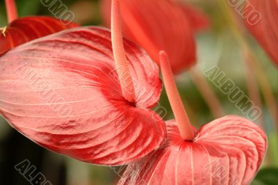 anthurium