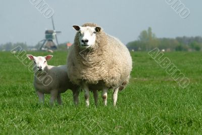 a sheep on green