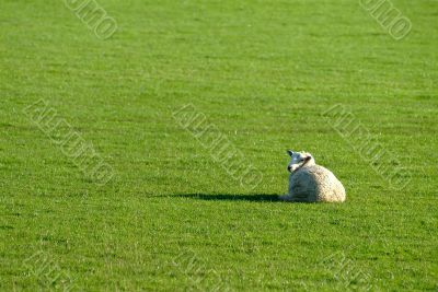 sheep on green