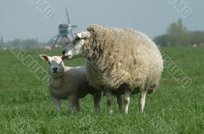 a sheep on green