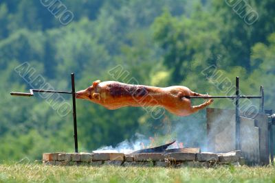 suckling pig