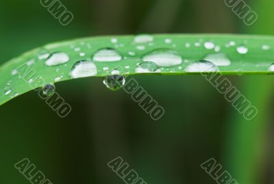 rain drops