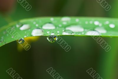 rain drops
