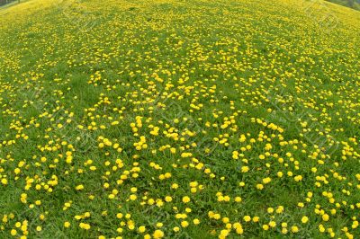 dandelion