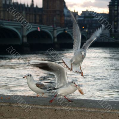 three gulls at the thames
