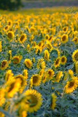 sunflowers