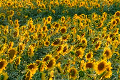 sunflowers