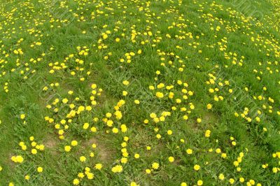 dandelion