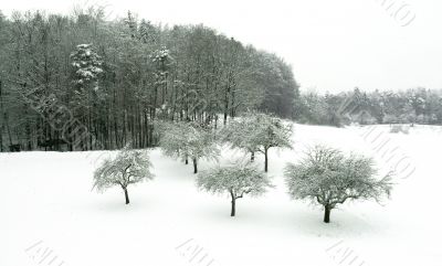 winter landscape