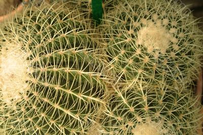 cactus detail