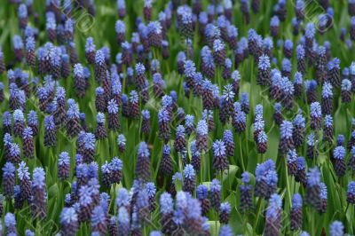  blue hyacinth