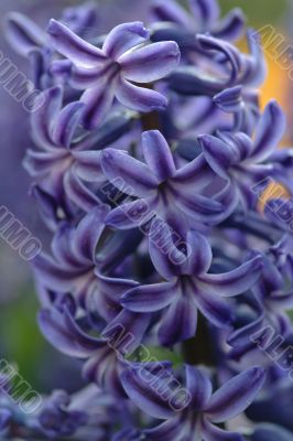 blue hyacinth