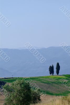 cypresses