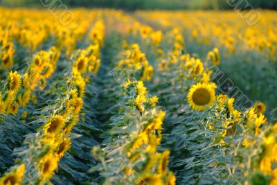 sunflowers