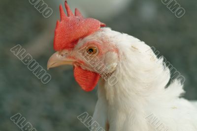 chicken