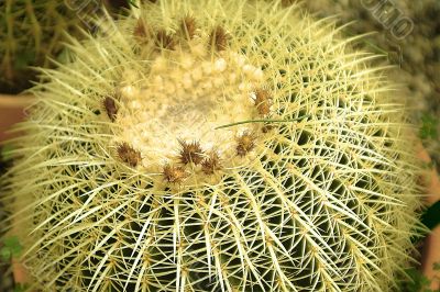 cactus detail