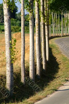 birches