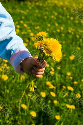 Bouquet over dandelions field background