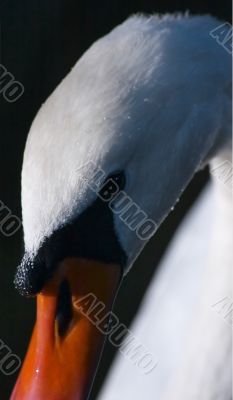 the Swan