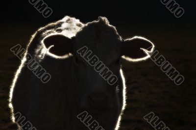 The sacred cow