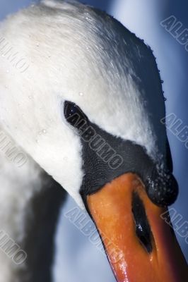 Swan on a pond