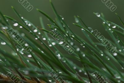 rain drops