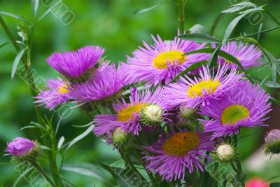 Garden Flowers