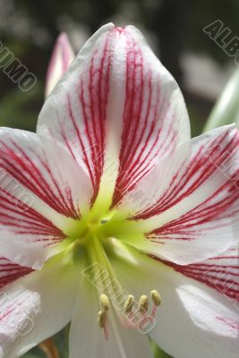 White Lily